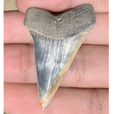 Carcharodon hatalis estinto