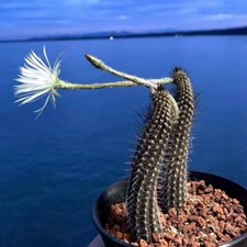 5PZ Echinopsis mirabili cactus