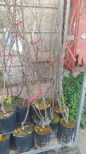 Pianta melograno in - pianta, di