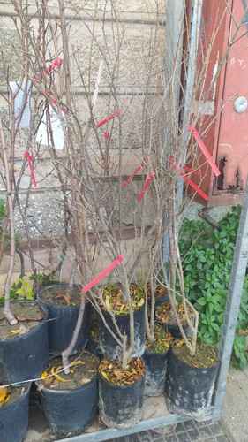 Pianta melograno in - melograno,
