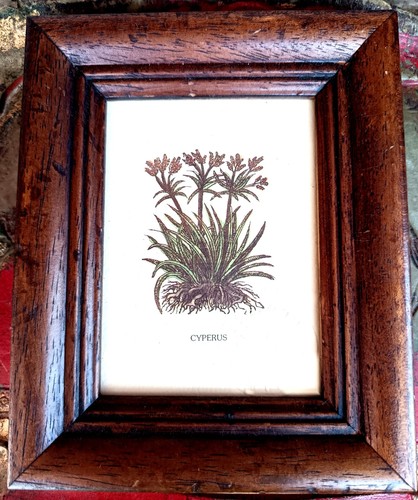 Botanica erbario piante - ,