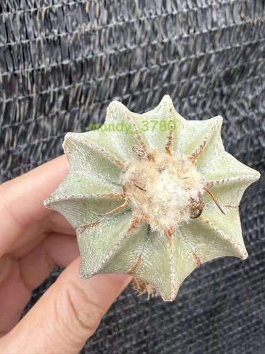 Vendita aztekium hintonii - vendita!aztekium,