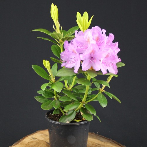 Rododendro catawbiense - rododendro,