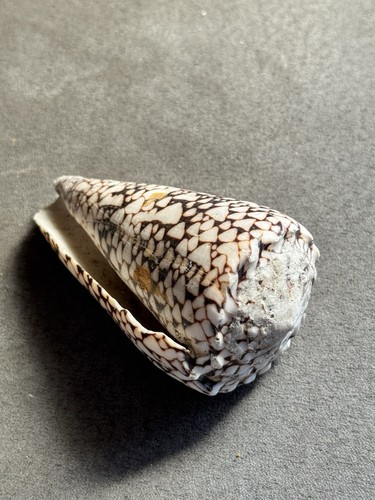 Conchiglia naturale conus - naturale,