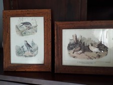 Quadro stampa antica uccello - quadro,