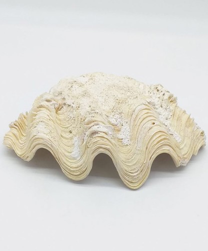 Conchiglia tridacna - conchiglia,