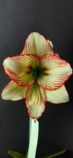 Hippeastrum Ratatouille X Tennyo No Mai Variegated- 10 seeds, Amaryllis