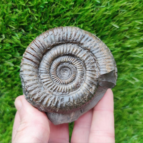 Port mulgrave ammonite fossil - ammonite,