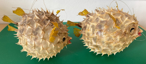 Coppia pesci palla - coppia,