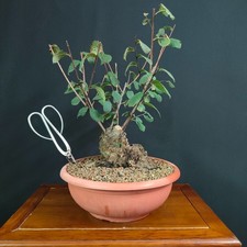 PRE BONSAI  DI OLMO CAMPESTRE