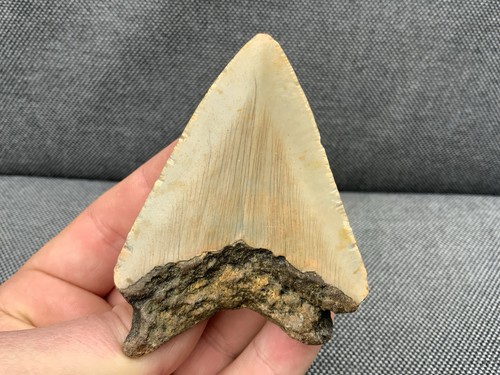 Rare megalodon fossil - megalodon,
