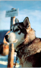 SIBERIAN HUSKY Cane da slitta per operazioni dell'esercito animale - Cartolina