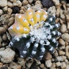Discocactus horstii Nishiki
