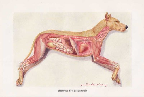 Alano cagnolina stampa - alano,