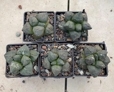 Rara Agave titanota pantera