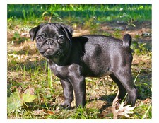 Cucciolo nero cane carlino -