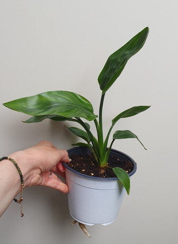 Pianta strelitzia reginae - strelitzia,