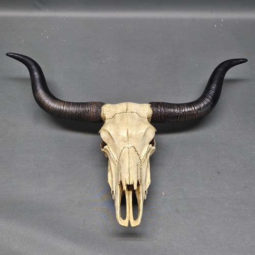 Longhorn teschio bue - di,