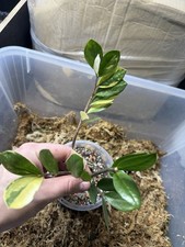Scioglimento collezione, Zamioculcas Midori Variegata/tricolor pianta madre rarità