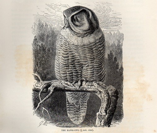 1894 stampa antica surnia - antica,