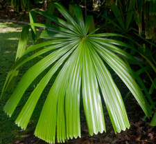 Licuala spinosa SEEDS -  - SEMI di Palma a Ventaglio