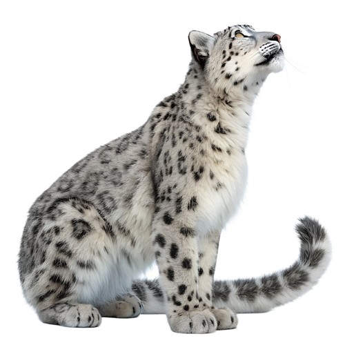 Adesivi leopardo delle nevi - adesivi,