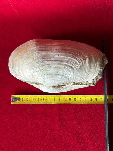 Conchiglia panopea glycimeris - conchiglia,