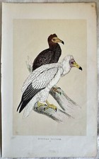 MORRIS EGYPTIAN VULTURE
