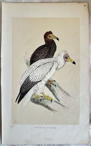 Morris egyptian vulture - egyptian,