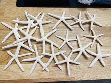 stelle marine vere essicate