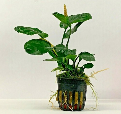 Anubias specie piante - specie,