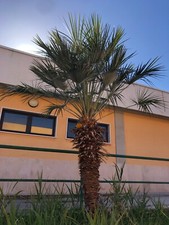 Washingtonia robusta palma - washingtonia,