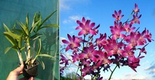 Dendrobium Berry 'Oda', orchidée, Orchid;