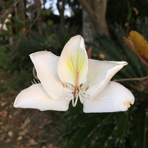 Albero orchidea bianca - di,
