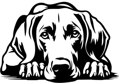 Adesivo weimaraner - adesivo,