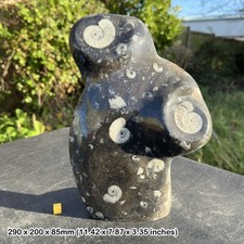 Genuine Goniatite & Orthoceras