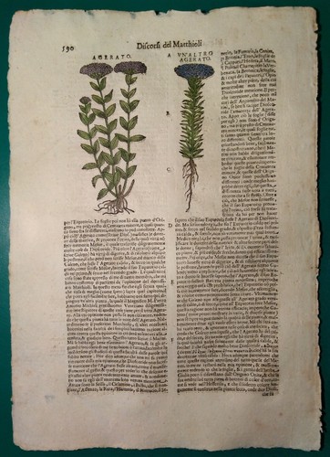Stampa antica erbario - antica,