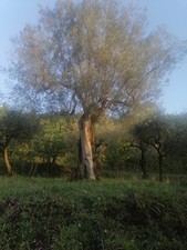 alberi da giardino