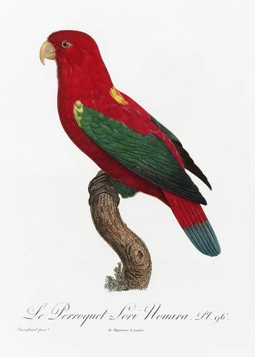 Piatto chattering lory - piatto,