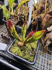 Heliamphora sarracenioides {Ptari, Venezuela} AW clone 7