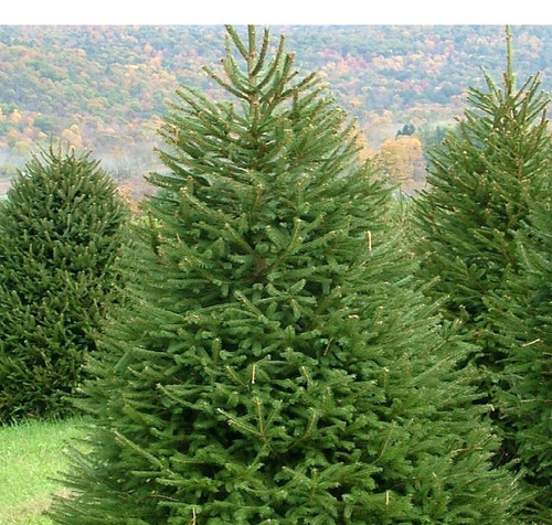 Abete rosso picea abies - "picea, abies"