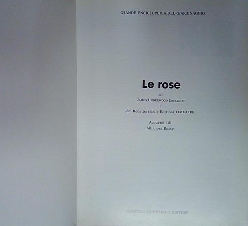 Crockett rose grande - rose,