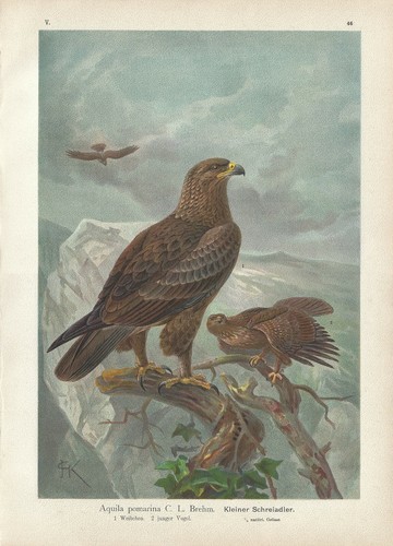 Stampa antica uccelli - uccelli, rapaci