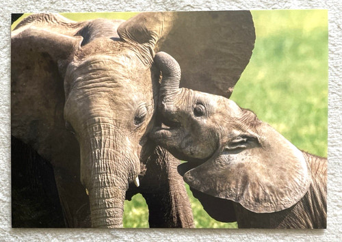 Cartolina postale elefante - cartolina,