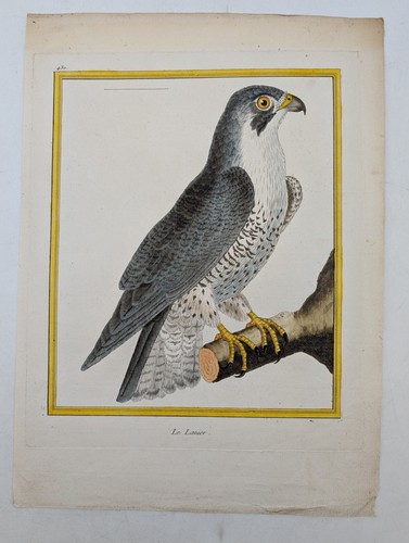 Gravure originale rapace - gravure,