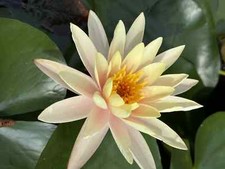 NINFEA *COLORE A CASO* CON