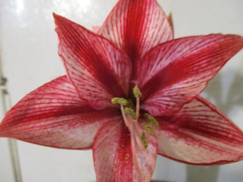 Semi amaryllis - 15,