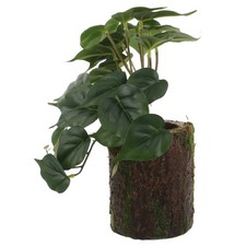  Piante Per Terrario Rettili