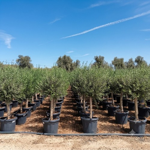Ulivo olivo olea europea - ulivo, europea"