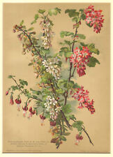 Riber, Berberis- Cromolitografia Originale P Parey 1800 Flower Fiori